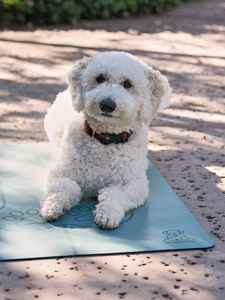 German Shepherd on DogiMat