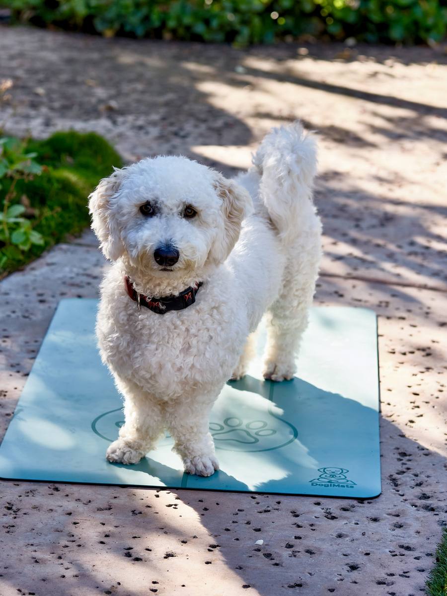 Dog on DogiMat